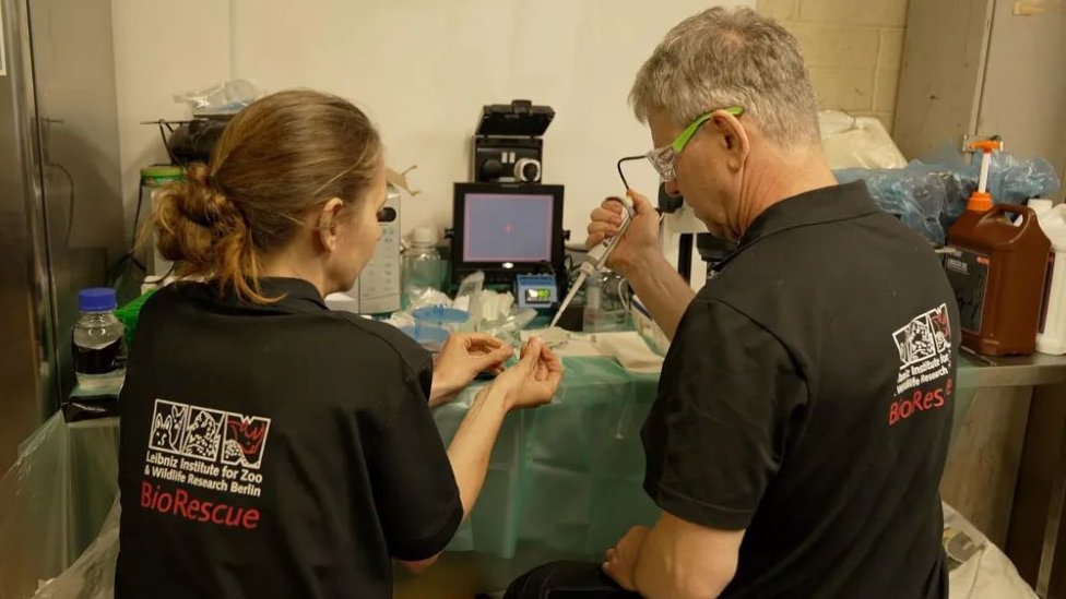 Životinje: Vantelesna oplodnja nosoroga - hoće li biti sačuvana retka vrsta 5 Naučnici okupljeni u improvizovanoj laboratoriji