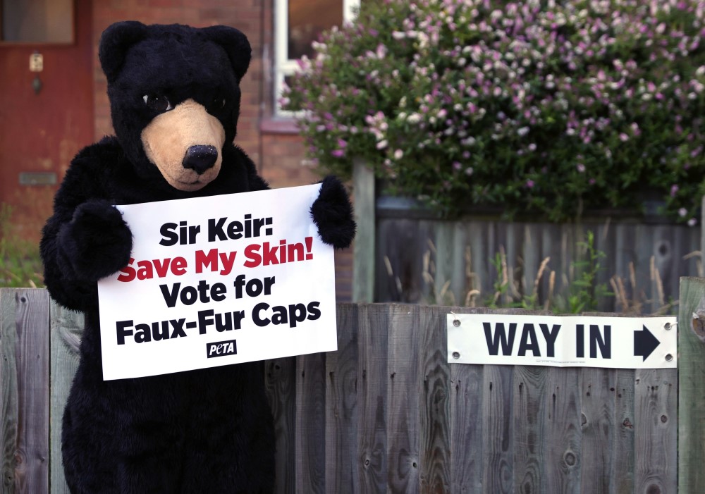 medved, životinje, peta