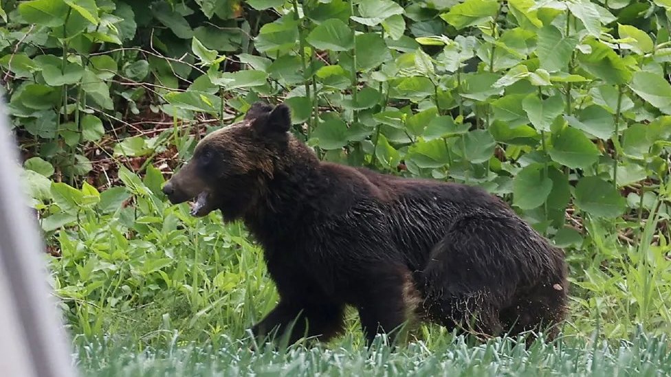 Zbog čestih napada, Japan olakšava ubijanje medveda 1 medvedi