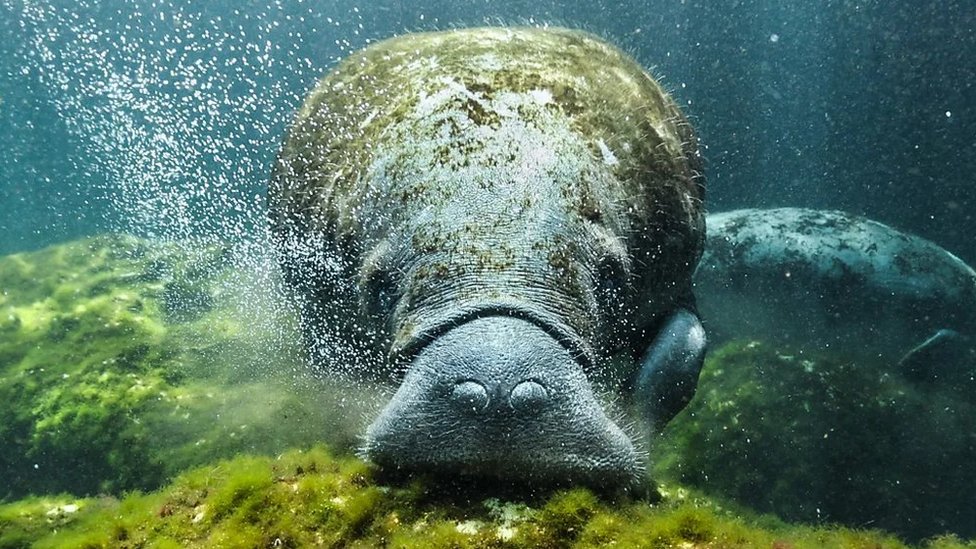 Skrivena čuda svetog meksičkog podvodnog sveta 6 meksiko