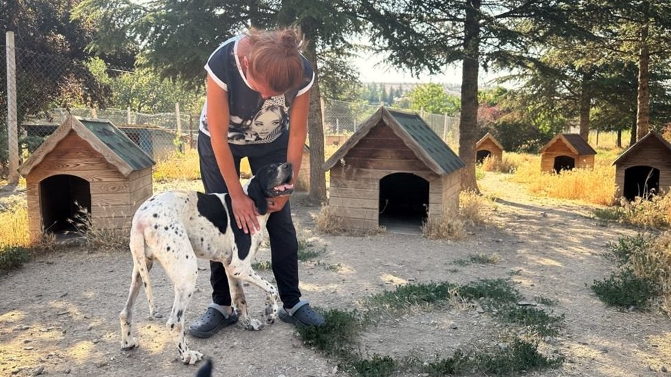 Turska: Spasiti ili uspavati - podele oko napuštenih pasa 1 Žena i pas