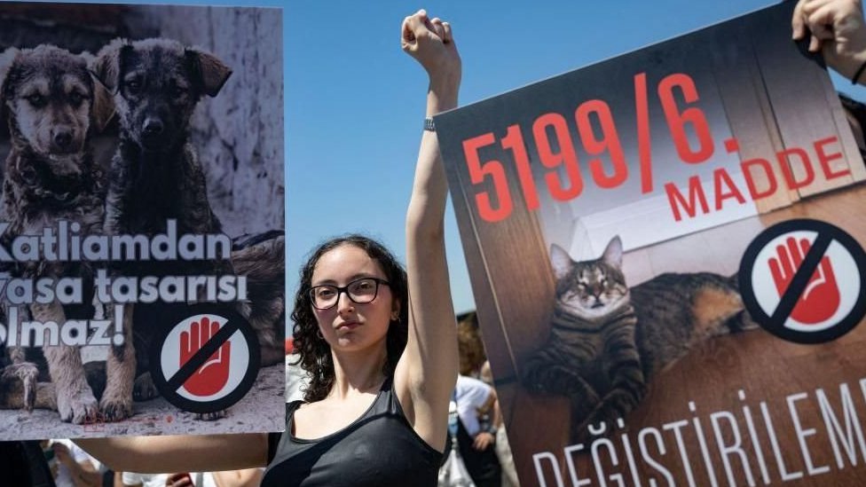 Turska: Spasiti ili uspavati - podele oko napuštenih pasa 2 protest zbog pasa lutalica