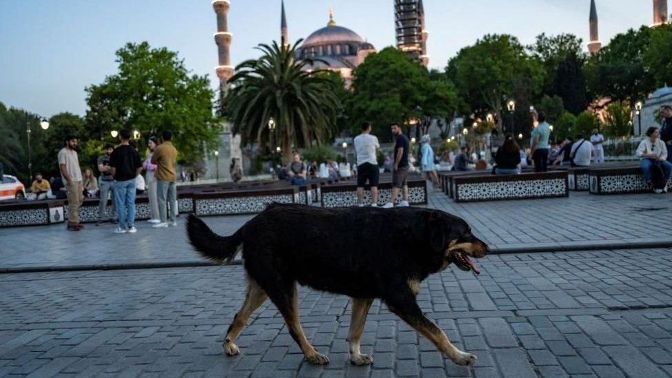 Turska: Spasiti ili uspavati - podele oko napuštenih pasa 3 pas lutalica