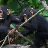 Evolucija: Šimpanze i ljudi slično 'razgovaraju', kažu naučnici 4