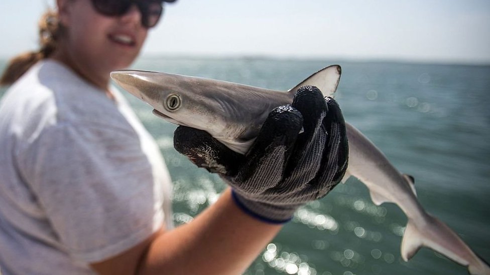 Brazil: Ajkule pozitivne na kokain 1 ajkule