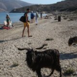 Životinje i bolesti: Šta je kozja kuga i da li je opasna po ljude 4