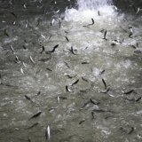 Paraziti i bakterije: Kako se životinje brane od infekcija 4