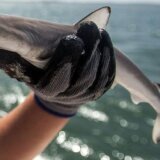 Zašto je kokain pronađen u ajkulama kod Rio de Žaneira 2