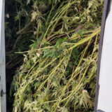 Policija u Zaječaru zaplenila 360 stabljika kanabisa, uhapšeno četvoro 4