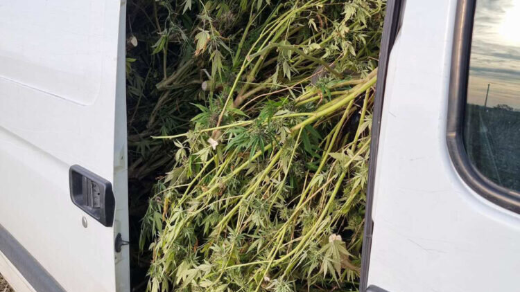 Policija u Zaječaru zaplenila 360 stabljika kanabisa, uhapšeno četvoro 1