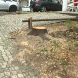 Stanari na Vračaru neće odustati od odbrane drveća: Zašto toplovod mora da ide trasom drvoreda? 7