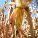 Pšenica rodila bolje, a kukuruz lošije nego lane, rod voća podbacio 1