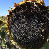 Ministarstvo poljoprivrede: Nepravilnosti s označavanjem biljnih ulja 6