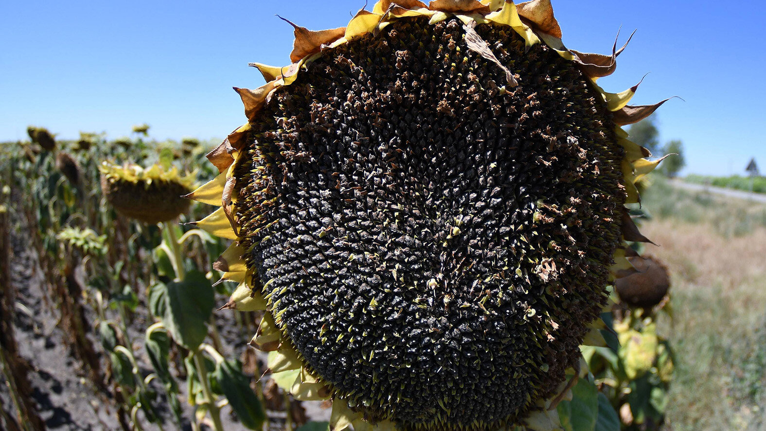 Šećerna repa zbog truleži završava na deponiji: Loša godina i za soju, suncokret jedini donosi računicu 3 Šećerna repa zbog truleži završava na deponiji: Loša godina i za soju, suncokret jedini donosi računicu 3
