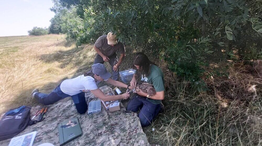 Orao krstaš se postepeno oporavlja: Zabeleženo 14 parova, a pre osam godina bio je tek jedan 1