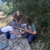 Orao krstaš se postepeno oporavlja: Zabeleženo 14 parova, a pre osam godina bio je tek jedan 1