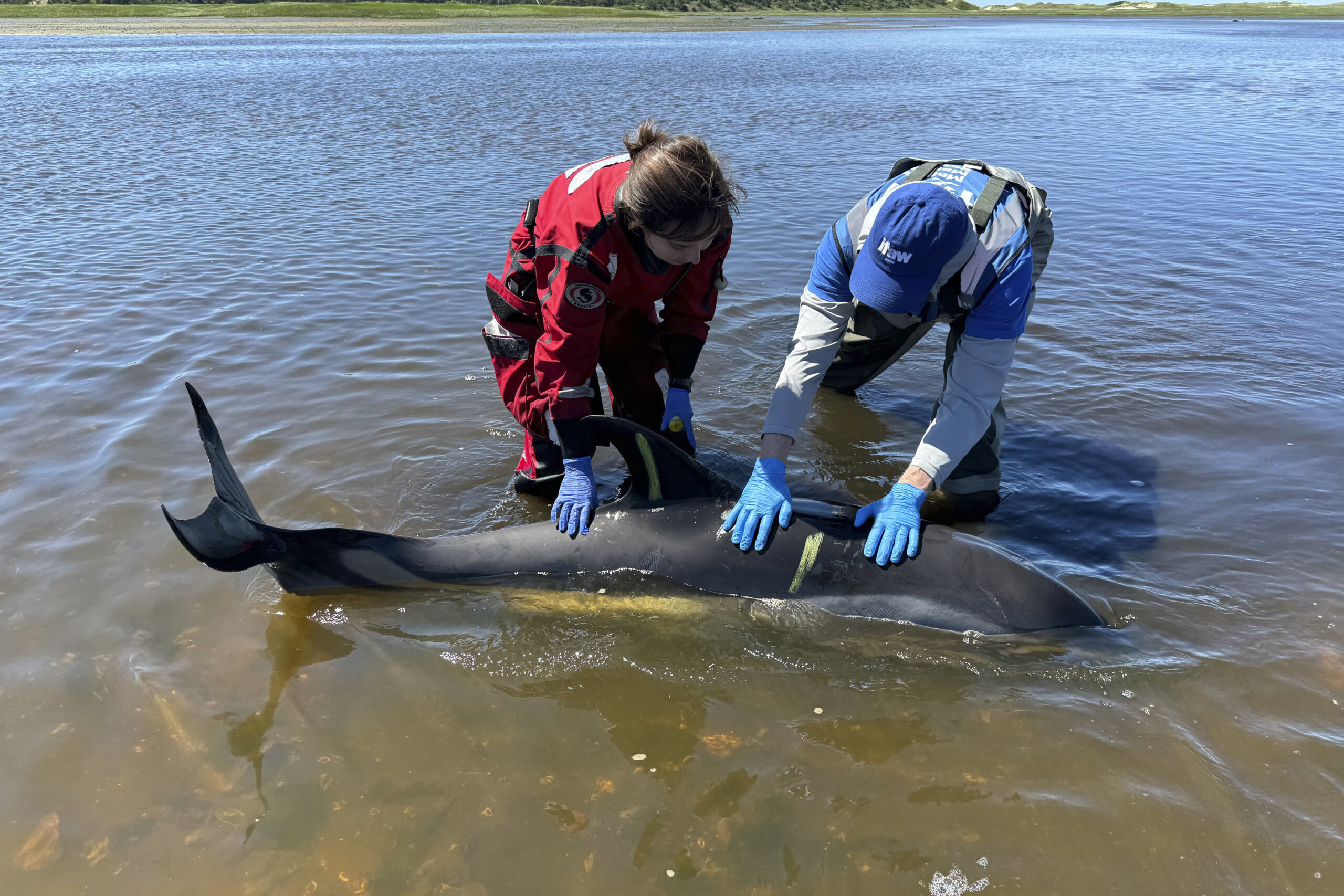 Masovno stradanje delfina krajem juna u Masačusetsu, najveće u istoriji SAD (FOTO) 2 Masovno stradanje delfina krajem juna u Masačusetsu, najveće u istoriji SAD (FOTO) 2