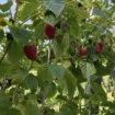 Cene poljoprivrednih proizvoda nikad niže: Da li je rešenje više subvencija ili učešće proizvođača u preradi? 13