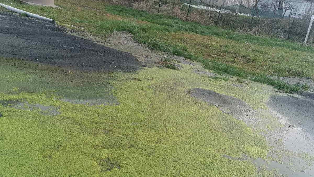 "Predsednik mesne zajednice rekao da se strpim dok prođu izbori i da ne dižem buku": Saši Lukiću dvorište više od pola godine pliva u fekalnim vodama, nadležni ne rešavaju problem 4