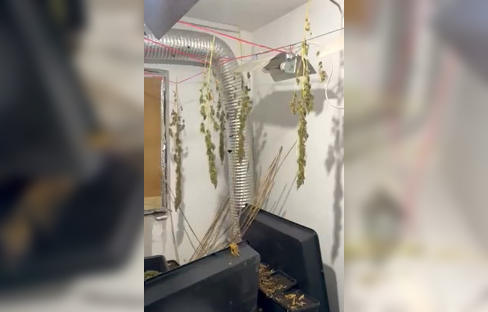 Uhapšeni rođeni brat i sinovac predsednika opštine Topola zbog proizvodnje marihuane 2 Uhapšeni rođeni brat i sinovac predsednika opštine Topola zbog proizvodnje marihuane 2