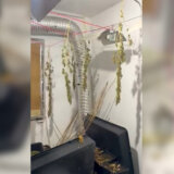 SSP: Ostavka rukovodstva Topole zbog hapšenja brata i sinovca predsednika opštine kod kojih je otkrivena laboratorija marihuane 7