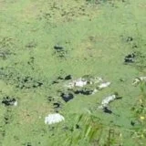 Ugroženo oko 1.000 ljudi: Nakon nedelju dana uklonjen samo deo od tri tone uginule ribe u kanalu Vizelj 2