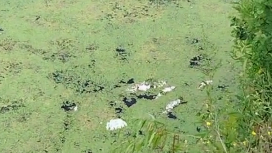 Ugroženo oko 1.000 ljudi: Nakon nedelju dana uklonjen samo deo od tri tone uginule ribe u kanalu Vizelj 1