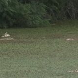 Zbog pomora ribe voda kanalom Vizelj protekla prvi put posle 15 godina (VIDEO) 3