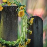 Danas je Ivanjdan: Koja su verovanja i običaji? 2