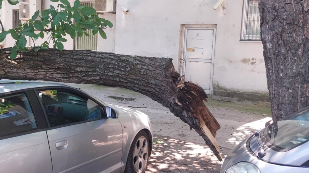 Grana pala sa drveta u centru Zaječara i oštetila dva automobila 2