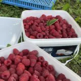 "Pokosio sam 30 ari maline, ako se ovako nastavi pitanje hoće li se i proizvoditi u Srbiji": Hoće li biti povećanja cena maline i od koga to zavisi? 7