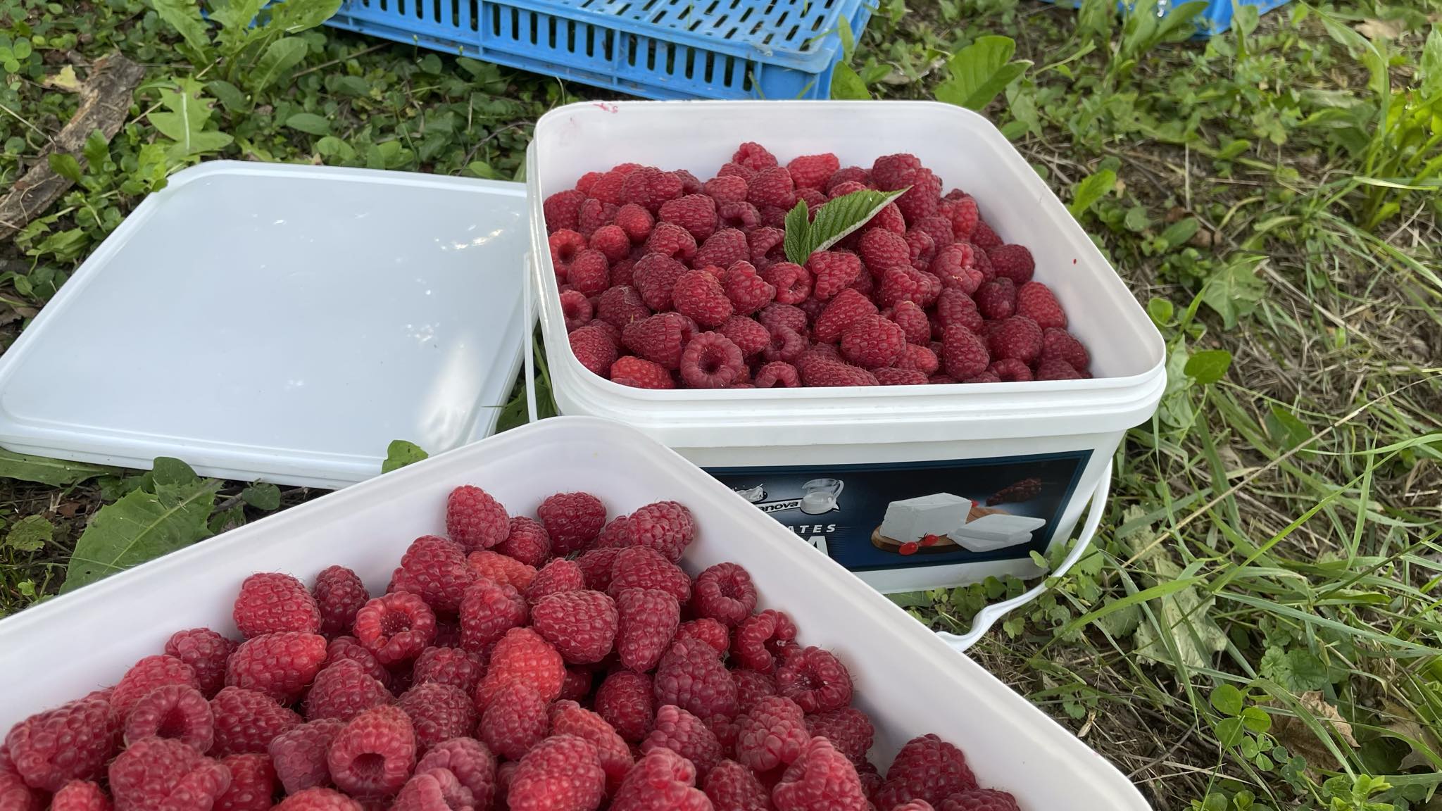 Malinari u problemu sa cenom, ali i neredovnim isplatama: Hladnjačari krive banke, a država ćuti 2