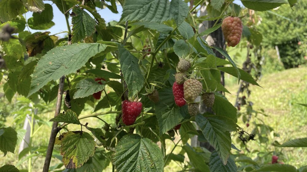 Zašto su maline iz Srbije jeftinije na Novom Zelandu? 1