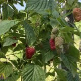 Zašto su maline iz Srbije jeftinije na Novom Zelandu? 5