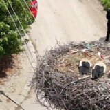 “Od milošte su dobili simbolična imena Romeo i Julija”: Kako dve mlade rode "nisu odustale jedna od druge" i napravile su prvo gnezdo 7