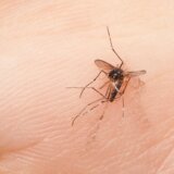 Saveti za izbegavanje ujeda komaraca 15