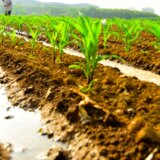 Ova namirnica smanjuje rizik od katarakte do 43 odsto 2