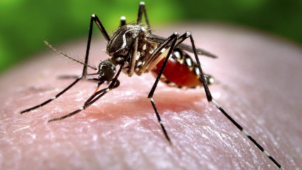 Zašto su komarci najveći neprijatelj čoveka i ima li spasa od njih 5 Komarac Aedes aegypti