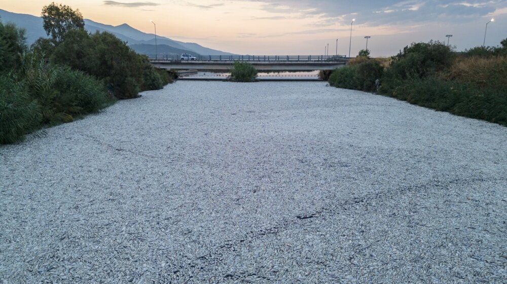 Više od 100 tona mrtve ribe prekrilo more u Grčkoj 1