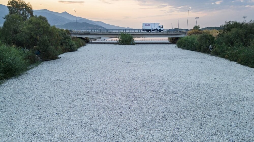 U Volosu u Grčkoj vanredno stanje: Tone mrtve ribe 1