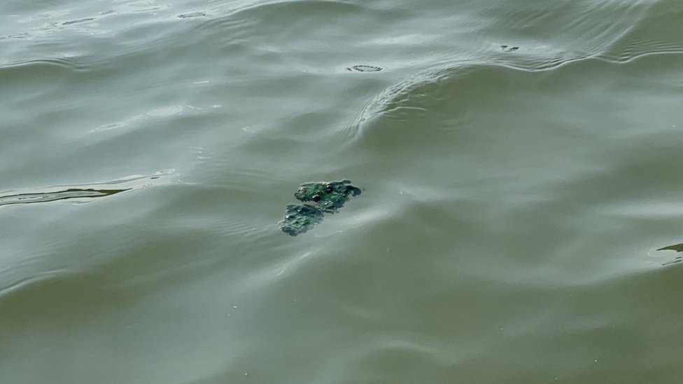 Životna sredina: Kada će Beograd dobiti fabriku za prečišćavanje otpadnih voda 3 Fekalije plutaju ispred Beograda na vodi