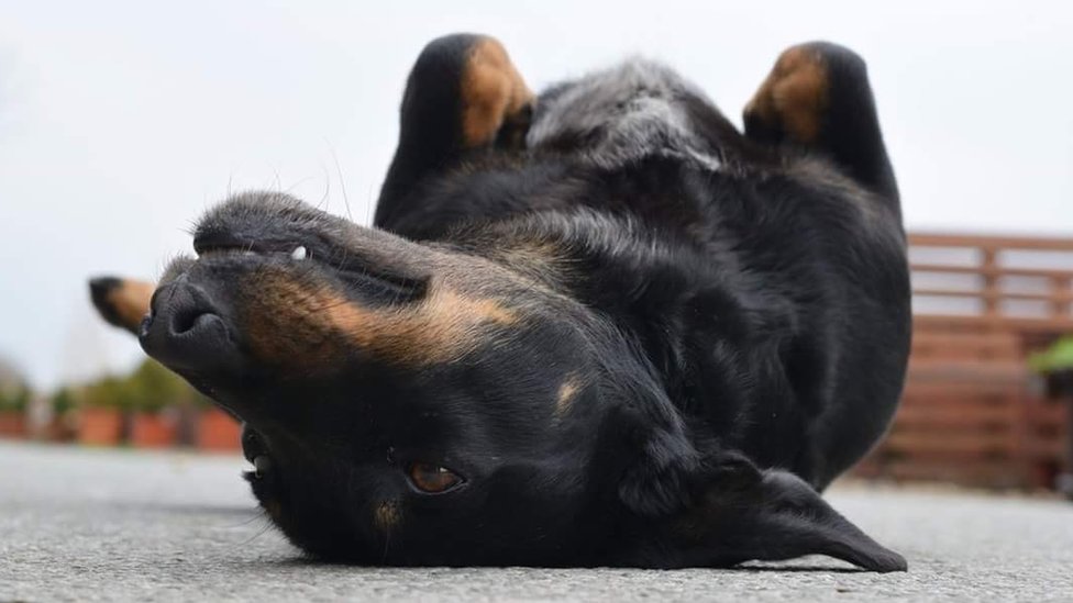 Životinje i Srbija: Šta da radite kad vam ugine kućni ljubimac 1 Laki