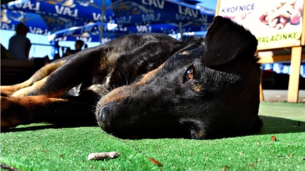 Životinje i Srbija: Šta da radite kad vam ugine kućni ljubimac 7 Laki