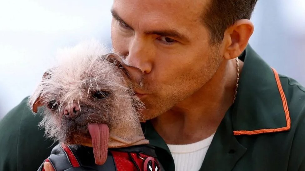 Životinje i film: Kako je Pegi od najružnijeg psa postala holivudska zvezda 3 Pegi sa sa Rajanom Rejnoldsom