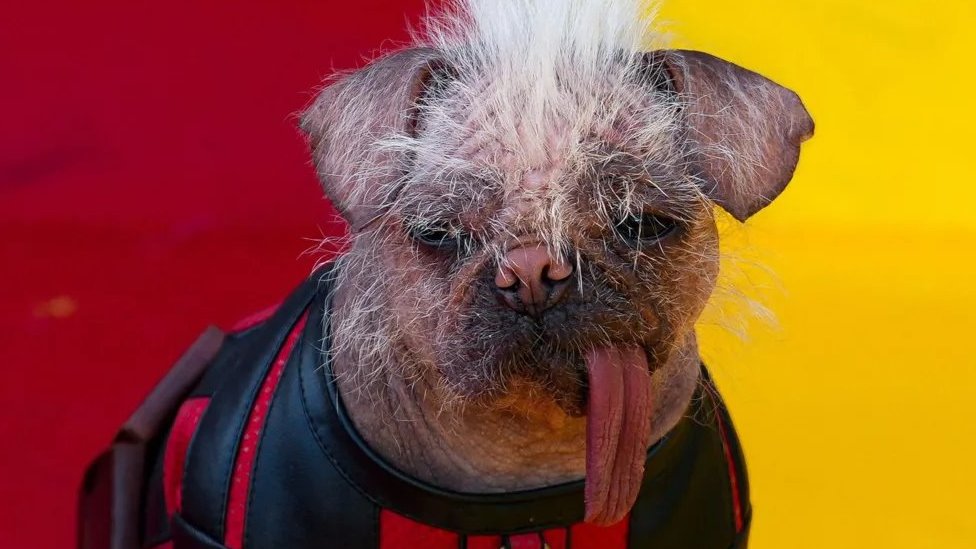 Životinje i film: Kako je Pegi od najružnijeg psa postala holivudska zvezda 5 Pegi je dobila ulogu u filmu „Dedpul i Vulverin" pošto je 2023. godine pobedila na takmičenju za najružnijeg psa