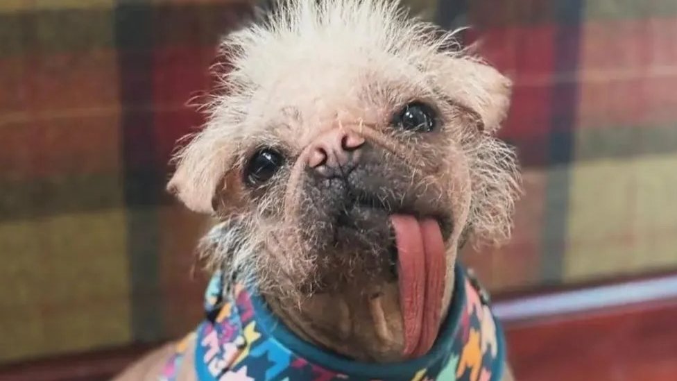 Životinje i film: Kako je Pegi od najružnijeg psa postala holivudska zvezda 1 Pegi