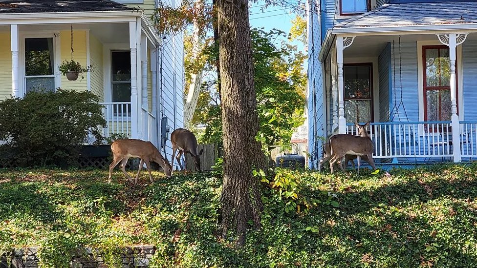 Zdravlje: Lajmska bolest je sve češća, a simptome nije uvek lako prepoznati 3 Srndaći se šetaju oko kuća