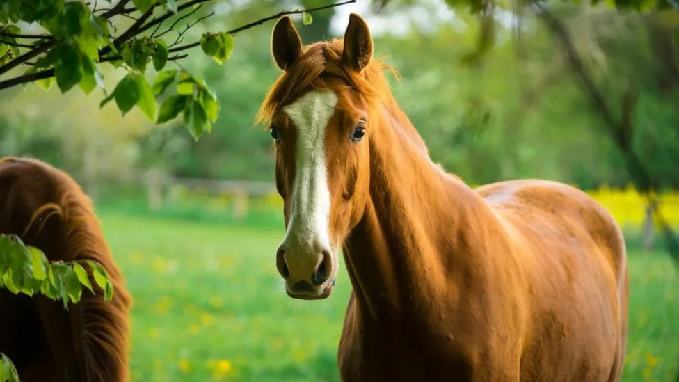 Životinje: Konji mogu da planiraju i izrađuju strategiju, pokazuje nova studija 1 konj