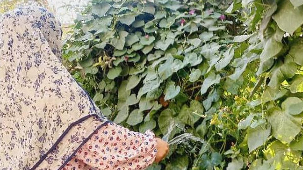 Ženska prava: Obrazovane Avganistanke „sanjaju neostvarene snove“ 3 Pogled sa leđa na ženu kojoj je pokrivena glava crvenim hidžabom kako zaliva žbun