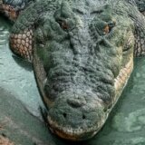 Izbori u Australiji: Krokodili kućni ljubimci kao glavna tema 7